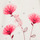 textil Flickor Set Catimini CR36001-11 Vit / Rosa